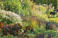 Bed with perennials in autumn, Kalimeris incisa Madiva, Ligularia, Gaura, Rudbeckia, Hydrangea paniculata Limelight 