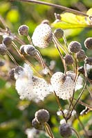 Seed head of the autumn anemone, Anemone tomentosa Robustissima 