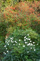 Rose hips and autumn anemone, Rosa moyesii, Anemone japonica Honorine Jobert 