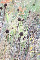 Seed head of coneflower and dewdrop grass, Sporobolus heterolepis 