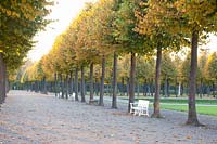 Linden avenue in the Schwetzingen Palace Gardens, Tilia cordata 