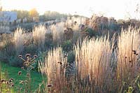 Grasses in November, reed grass, Calamagrostis acutiflora Karl Förster 