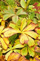 Autumn leaves of ragwort, Ligularia 