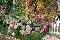 Front garden with Virginia creeper, Parthenocissus quinquefolia, Hydrangea macrophylla 