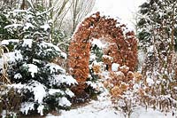 Snow-covered garden with gate made of common beech, Fagus sylvatica 