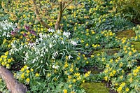 Woodland garden in spring, Eranthis hyemalis, Galanthus Magnet, Helleborus orientalis, Hamamelis Arnold Promise 