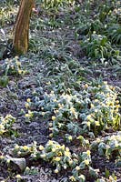 Forest garden in spring, Eranthis hyemalis, Galanthus 