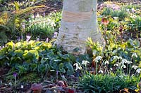 Woodland garden, Galanthus Lavinia, Crocus tommasinianus, Asarum europaeum, Betula utilis 