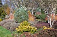 Garden in winter, Cornus sanguinea Midwinter Fire,Betula apoiensis Mount Apoi,Erica, Abies 