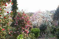 Magnolias and camellias in the Botanical Garden of Otto Eisenhut 