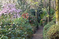 Woodland garden with Magnolia Pickard's Garnet, Magnolia x soulangiana 
