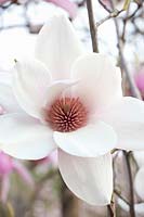 Magnolia Athene, Mark Jury x Magnolia soulangiana Lennei Alba 