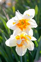 Narcissus Insulinde 
