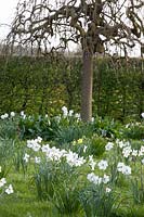 Meadow with poet's daffodils, Narcissus poeticus Recurvus 