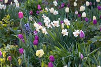 Bed with tulips, Tulipa Fontainebleau, Tulipa Negrita, Tulipa Ballade 
