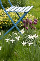 Meadow with chair and yellow wood anemones, daffodils and checkered lilies, Anemone ranunculoides, Narcissus, Fritillaria meleagris 