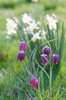 Combination of checkered lily and daffodil, Fritillaria meleagris, Narcissus Lemon Drops 