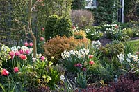 Front garden with shrubs and bulbous plants, Buxus, Spiraea Goldflame, Narcissus Geranium, Tulipa, Berberis thunbergii Atropurpurea Nana 