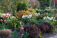 Front garden with shrubs and bulbous plants, Buxus, Spiraea Goldflame, Narcissus Geranium, Tulipa, Berberis thunbergii Atropurpurea Nana 