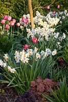Tulips and daffodils, Tulipa, Narcissus Geranium, Heuchera Caramel 