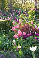 Bed with tulips, Tulipa, Buxus, Berberis thunbergii Rose Glow 