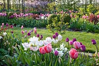 Bed with tulips, Tulipa 