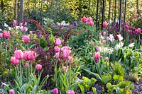 Bed with tulips, Tulipa, Berberis thunbergii Rose Glow 