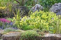 Rock garden with Erysimum pulchellum, Veronica prostrata Blauspiegel, Phlox subulata Scarlet Flame 