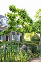 Espalier lime trees in the front garden, Tilia cordata 