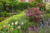 Front garden with seating area, Alchemilla mollis; Iris barbata; Liquidambar styraciflua; Acer palmatum 