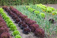 Vegetable garden with lettuce and onions, Lactuca sativa, Allium cepa 