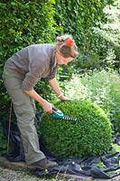 Woman pruning boxwood, Buxus sempervirens 