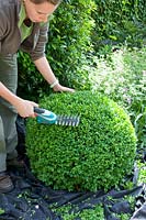 Woman cutting boxwood, Buxus sempervirens 
