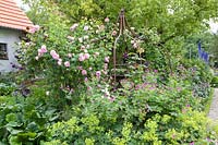 Rose arch, Rosa Constance Spry; Alchemilla mollis, Bergenia, Geranium psilostemon 