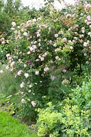 Climbing rose, Rosa Albertine, Alchemilla mollis, Foeniculum vulgare 