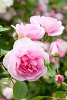 English Rose, Rosa Cariad, Austin Roses 