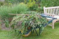 Still life, wheelbarrow with plant remains 