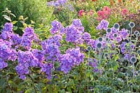 Phlox paniculata Lilac Time, Echinops ritro Veitchs Blue 