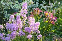 Bed with phlox, daylily, Phlox maculata Natascha, Hemerocallis Lavender Deal, Astrantia major Sunningdale Variegated 