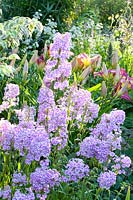 Bed with phlox, daylily, Phlox maculata Natascha, Hemerocallis Lavender Deal, Astrantia major Sunningdale Variegated 
