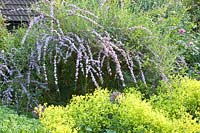 Lady's mantle and summer lilac, Alchemilla mollis, Buddleia alternifolia 