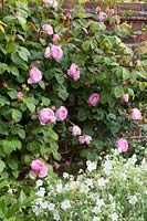 English Rose, Rosa Constance Spry,Geranium pratense Album 