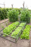 Beds with lettuce and sugar snap peas, Lactuca sativa, Oregon sugar pods, Pisum sativum 
