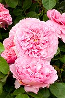 English Rose, Rosa Princess Alexandra of Kent 
