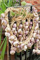 Portrait Garlic braids, Allium sativum 