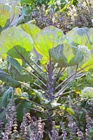 Red-stemmed Brussels sprouts, Brassica oleracea 