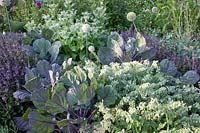Bed with red-stemmed Brussels sprouts and borage, Brassica oleracea, Borago officinalis 