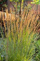 Reed grass, Calamagrostis acutiflora Karl Förster 