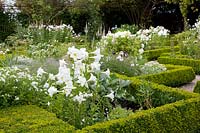 White garden with trumpet lily, Lilium longiflorum White Elegance, Phlox, Hydrangea arborescens Annabelle 