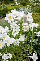 White garden with trumpet lily, Lilium longiflorum White Elegance 